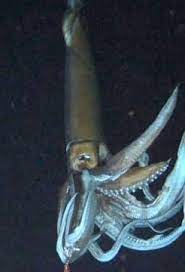 Why No One Should Mess With The Ocean Giant Squid Squid Sea Animals