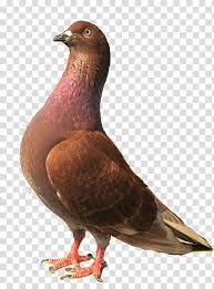 Burung cililin ini memiliki karakter yang egois karena mereka selalu ingin menang dan. 700 Gambar Burung Png Paling Keren Gambar Id