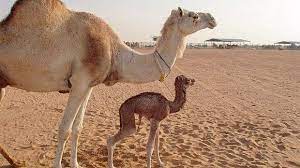My cat was pregnant and had three kittens but i didn't know when she got pregnant and i didn't know how long she was holding them. 6 Year Old Injaz The World S First Cloned Camel Is Pregnant