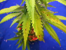 Rust spots on cannabis leaves are most likely caused by four situations, which are the following. Common Seedling Problems Mistakes Grow Weed Easy