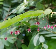 Image result for Phyllanthus polyanthus