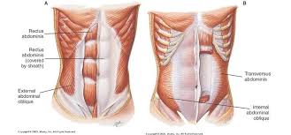 When the lungs expand to take in breath the ribs need to expand as well. Personal Training Aspire Health Performance