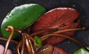 Image result for Brasenia schreberi