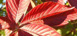Pagoda dogwood (cornus alternifolia) poplar tree (populus) Ohio Buckeye The Art Of Creating Gardens