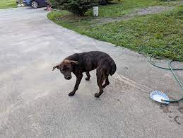 Where to take an abandoned dog in Ten Mile, TN?