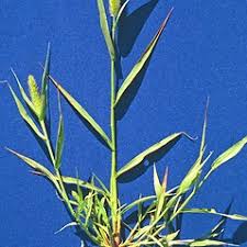 Image result for Setaria viridis