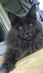 Black And Grey Maine Coon Kittens For Sale Pin On Wonderful World Of Animal S