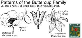 Ranunculaceae Buttercup Family Identify Plants And Flowers