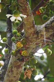 Image result for Bellucia