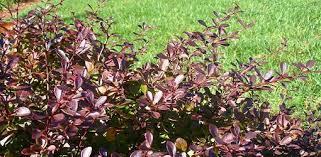 We did not find results for: How To Landscape Your Yard With Deer Resistant Plants Today S Homeowner