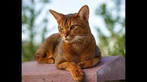 Gercek Kedi Sesi Kedinizi Cildirtin Cat Meow Sound Youtube