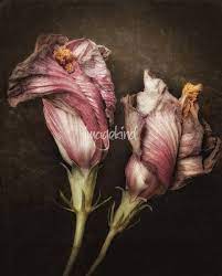 Hibiscus Study I By Dawn Leblanc Dying Flowers Flowers Photography Flower Art