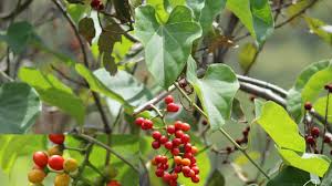 Image result for Abrus melanospermus