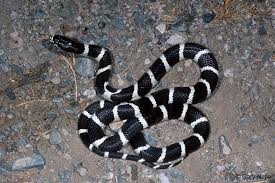 Black And White Snake Northern California California Shovel Nosed Snakes