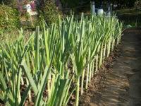 In the southeastern united states, ramps begin growing rapidly in march and early april in cool, shady areas with damp soil and an abundance of decomposed leaf litter or other organic matter. Leeks Master Gardener Association Of San Diego County