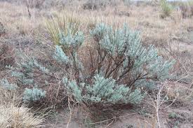 Image result for Artemisia sp.no.1