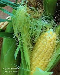Pack the corn kernels loosely into jars but don't shake the jars or press down the corn. Growing Corn In Small Spaces 6 Tips