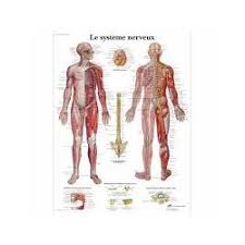 anatomical chart human nervous system