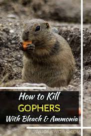 It is simply because rabbits have long ears. How To Kill Gophers With Bleach And Ammonia Igra World