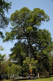 Image result for Breonadia