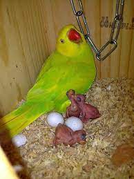A mature male will develop a black and pink ring around its neck around two years of age, where females will never develop a ring, like a juvinile. Mother And Her Young By Kartoondudez Parrot Wallpaper Parrot Pet Green Parrot Bird