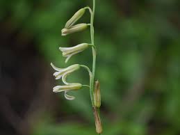 Image result for Dipcadi papillatum