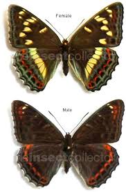 Image result for Limenitis populi