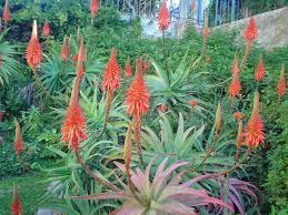 Image result for Aloe bukobana