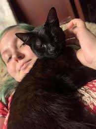 Lost domesticated cat Mr. Beatnik in Tujunga area