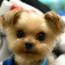 A teddy bear puppy is the result of cross breeding between small dog breeds. Teddy Bear Puppy Pictures Teddy Bear Puppies Dogs