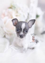 Maybe you would like to learn more about one of these? Tiny Chihuahua Teacup Puppies Teacup Puppies Boutique Chihuahua Puppies Teacup Chihuahua Puppies Teacup Puppies