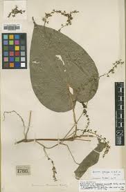 Image result for Dioscorea cotinifolia