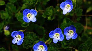Bird's eye speedwell, birdeye speedwell. Veronica Persica Birdeye Speedwell Profile Rayagarden