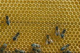 Pin On Honey Bees