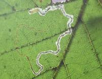 Image result for Stigmella floslactella