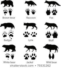 Bear Fox Raccoon Gorsel Stok Fotograf Ve Vektorleri Shutterstock 2020 Vahsi Hayvanlar Hayvan Parcalari Hayvan Ilustrasyonlari