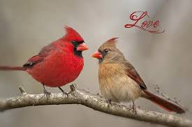 Birds That Look Like Cardinals But Aren T Love By Bonnie Barry Cardinal Birds Pet Birds Colorful Birds