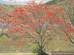 Image result for Erythrina lysistemon