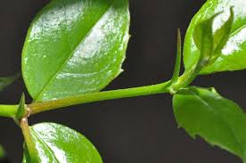 Image result for Cassinopsis