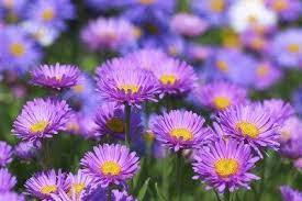 Aster Flowers Tips On Caring For Asters Aster Flower Fall Flowers Garden Flower Landscape
