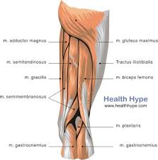 thigh muscles diagram pictures list of actions