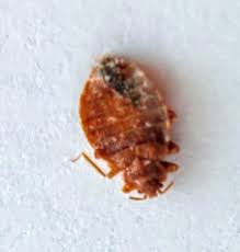 Is it normal to see bed bugs after treatment? What Do Bed Bugs Look Like 65 Images Pictures Of Bed Bugs