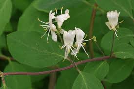 Image result for Xylopia lukei