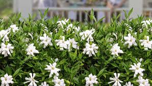 Image result for Gardenia cornuta
