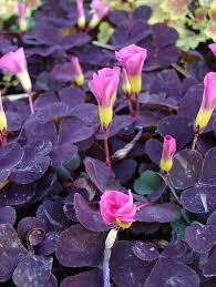 Here are nine flowers that each grow in a relatively limited location, and are usually only glimpsed outside of that place with the help of botanists or special exotic gardens. Pin On Shade Garden Plants