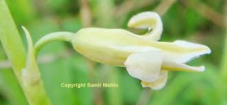 Image result for Dipcadi vaginatum