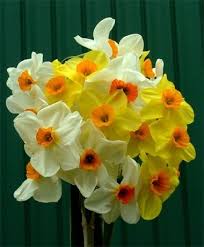 Narcissus Cragford Tazetta Narcissi Narcissi Flower Bulb Index Flores Narcisos Narciso