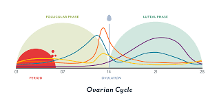 The Menstrual Cycle Phases Of Your Cycle