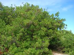 Image result for Conocarpus erectus