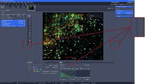 Https Confocal Bwh Harvard Edu Documents Zenfirststeps Pdf